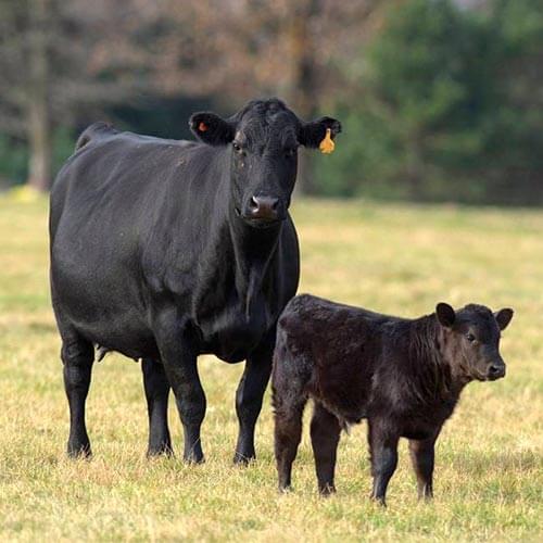Black-Agnus-Cattle