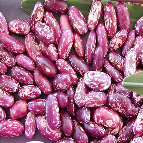 Dried-China-Supplier-Hot-Sale-Chinese-2019-Crop-Long-Purple-Speckled-Kidney-Beans