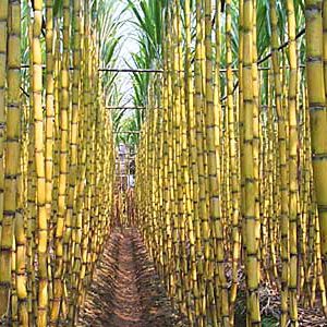 Sugarcane-300x300-1